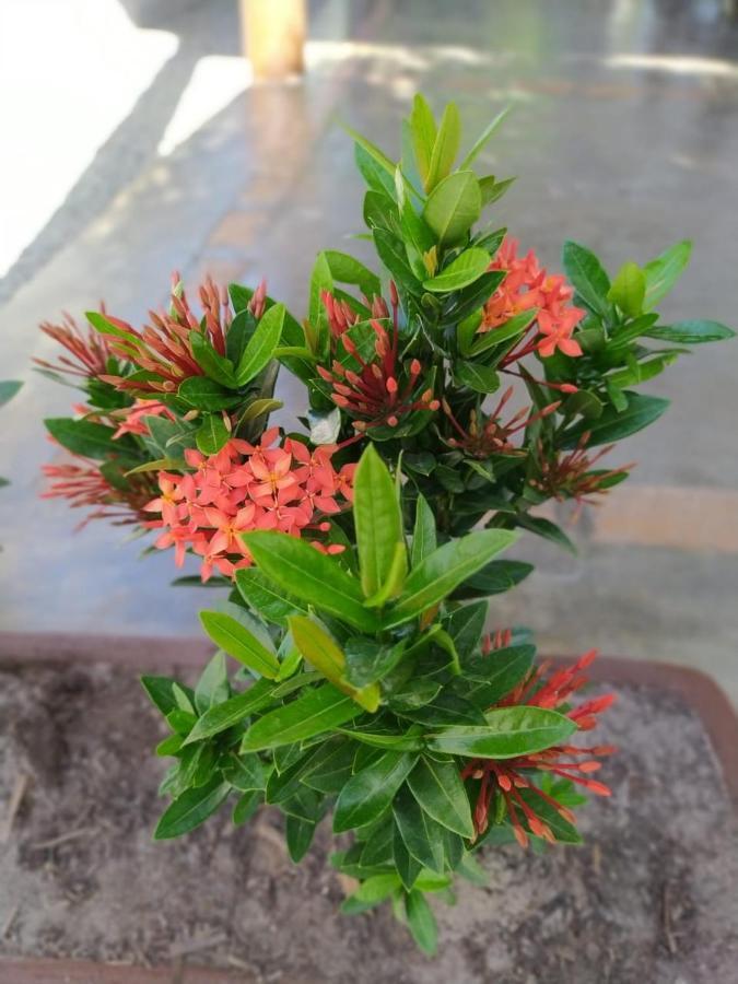 Recanto Do Meu Bem Jijoca de Jericoacoara Zewnętrze zdjęcie